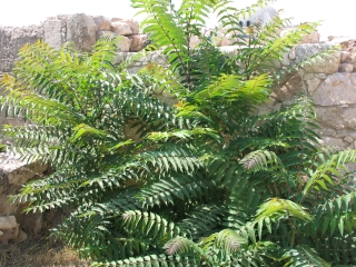 staghorn tree